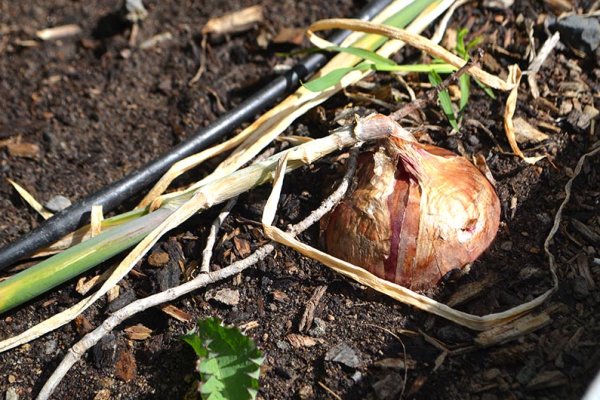 Kraken darknet ссылка